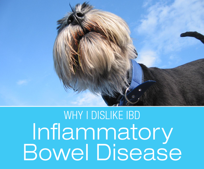 Inflammatory Bowel Disease in Dogs: Why I Dislike IBD