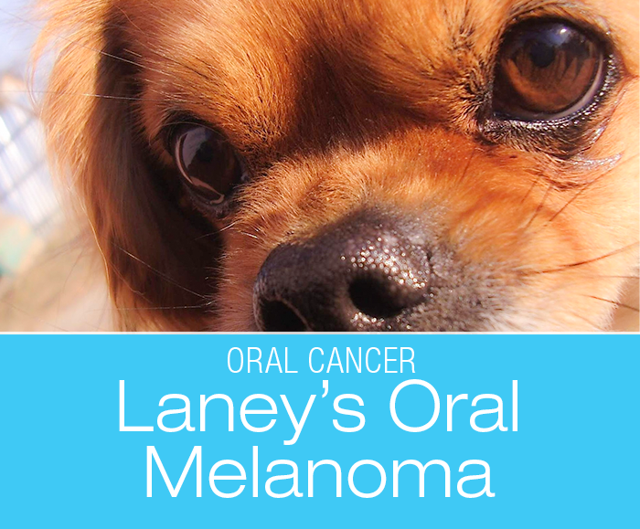 Oral Melanoma in a Dog: Laney's Battle With Oral Melanoma