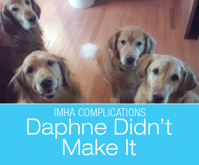 Diagnosis Confusion in a Dog: Liver Tumor? IMHA? Daphne's Story