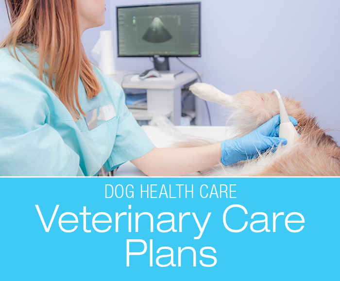 Veterinary Care Plans: What Are Veterinary Care Plans and Should You Want One?