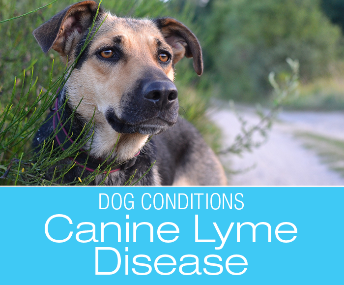 Canine Lyme Disease: Treating Lab Results Versus Treating The Dog