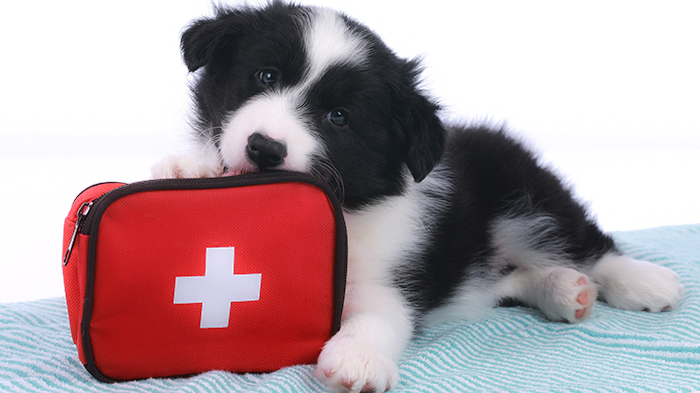Dog First Aid Kit: What’s In Yours?