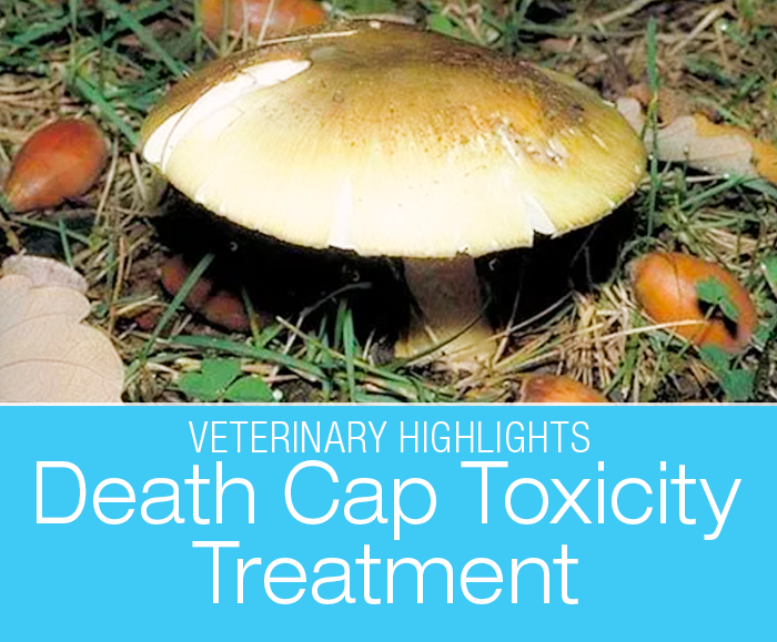 Death Cap Mushroom Poisoning: A Life-Saving Procedure? The death cap is one of the most toxic mushrooms. If your dog ingests even the tiniest bit, it is a life-threatening situation.