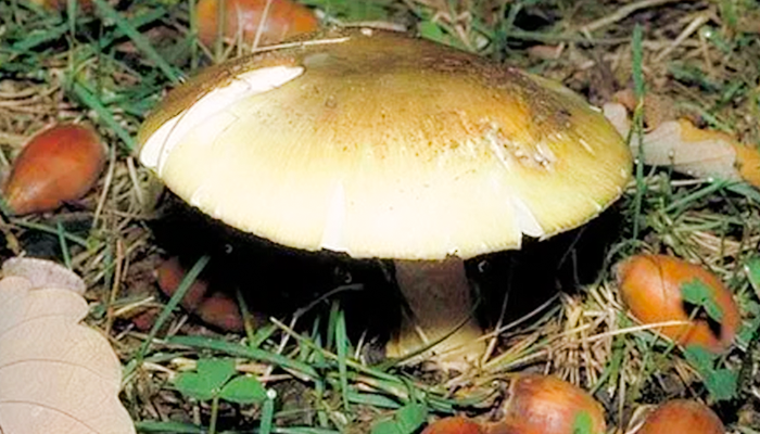 Death Cap Mushroom Poisoning: A Life-Saving Procedure?