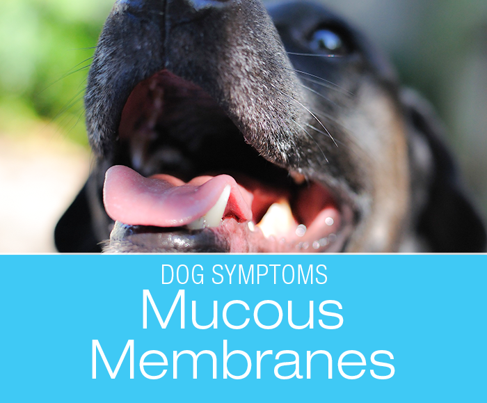 Changes in Mucous Membrane Color: What Can Your Dog's Gums And Tongue Tell You?
