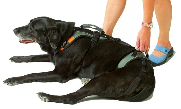 Canine Degenerative Myelopathy (DM):  HelpEmUp Harness