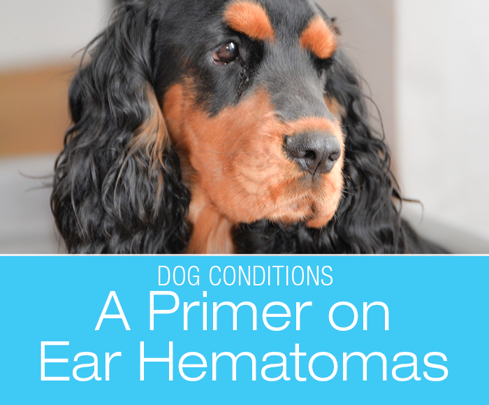 A Primer On Ear Hematomas: Although ear hematomas can occur in any dog or even in cats, they are most common in dogs with floppy ears.