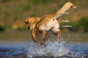 Bladder Infections in Dogs