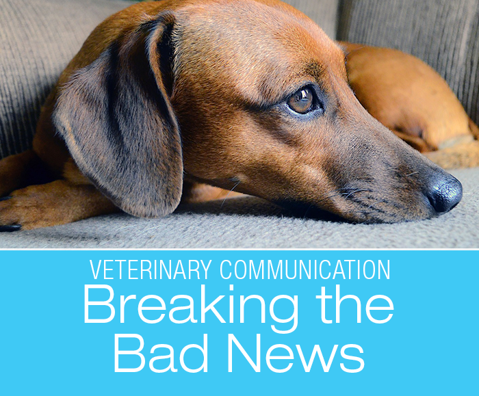 Veterinary Communication with Clients: Breaking The Bad News When It Could Be Something Else—Penny Does Not Have Cancer