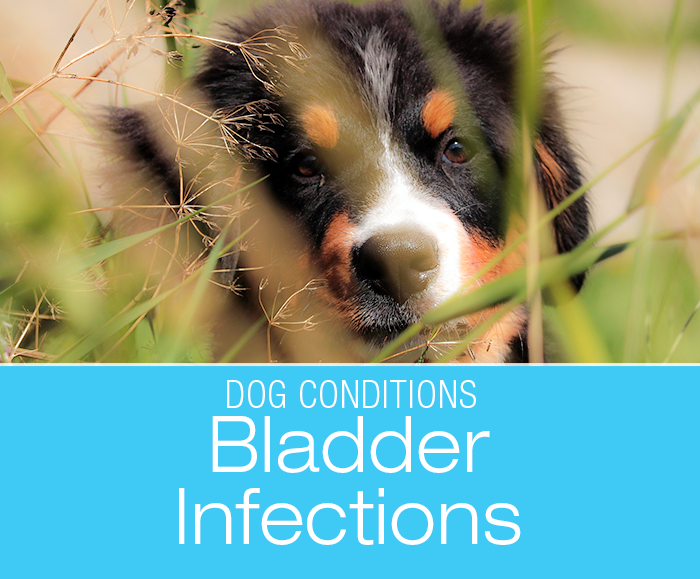 Bladder Infections in Dogs: What Causes Them?