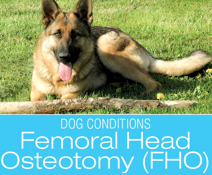 Canine Femoral Head Osteotomy: Great (Or Not So Great) Expectations with (FHO)