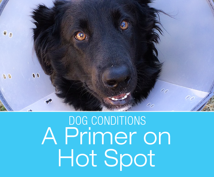 A Primer On Hot Spots: It is important to protect the hot spot from chewing and licking.