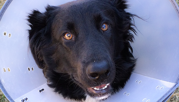 A Primer On Hot Spots: Acute Moist Dermatitis in Dogs