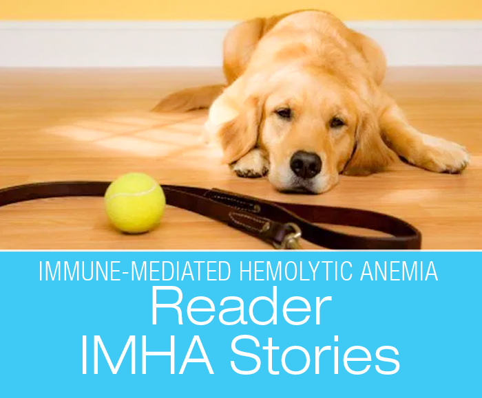 Reader IMHA Stories: Immune-Mediated Hemolytic Anemia