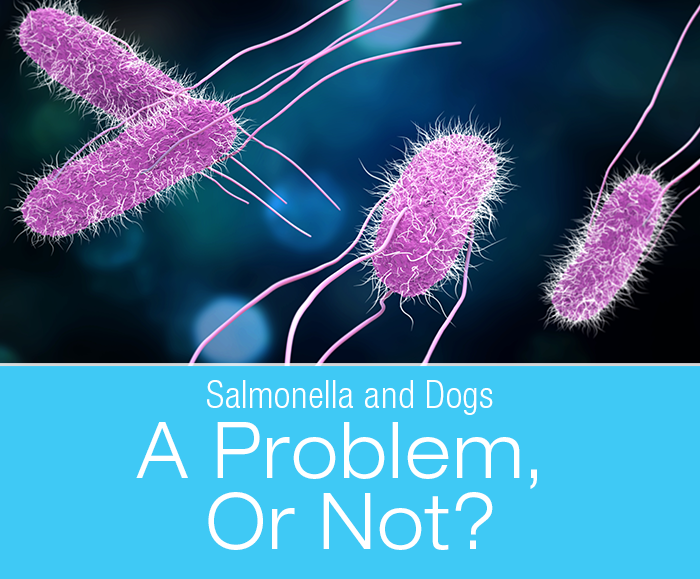 Salmonella and Dogs: A Significant Problem, Or Not?