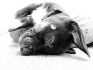 Primer On Eye Disease in Dogs: Damage to any part of this miraculous system can affect your dog's sight.