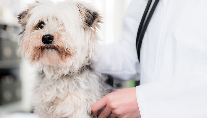 Veterinary Diagnosis The Whole Picture: When The Test Results Don’t Match What’s In Front Of You