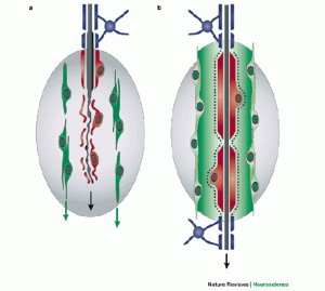 Spinal Injuries and Nose Cells: Walking Again After Nose Cells Transplant?