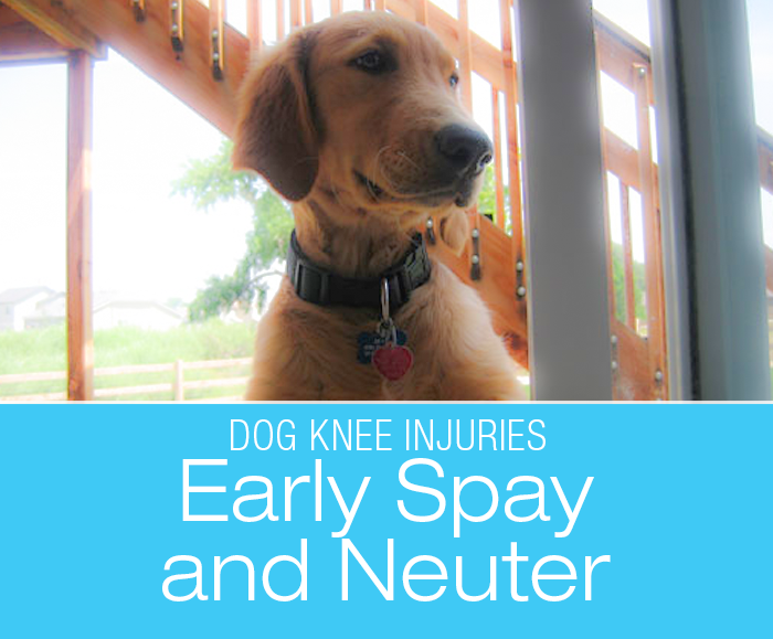 CCL Tears And Early Spay And Neuter: Is There a Connection?