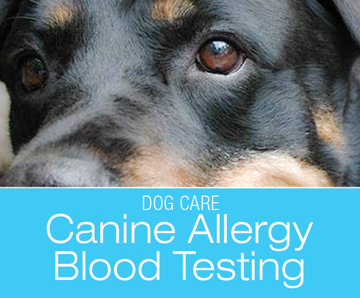 Canine Allergy Blood Testing: Jasmine's Allergy Blood Test Results—We Ruled Out Everything Else