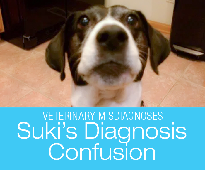 Canine Diagnosis Confusion: Suki Doesn't Have A Tumor And She Doesn't Have Cushing's—Suki's Story