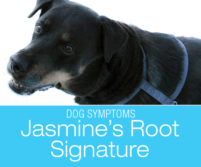 Root Signature Pain in Dogs: Elbow Problem Or Root Signature?