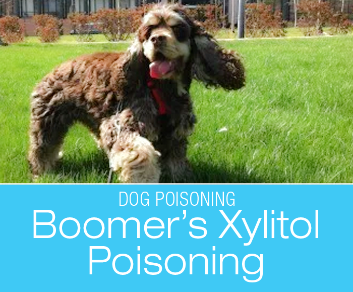 What Is Xylitol Poisoning in Dogs: Ask Boomer!