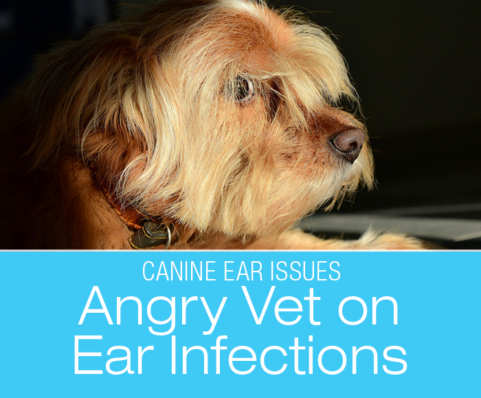 Angry Vet On Ear Infections: Deciphering Ear Problems in Dogs