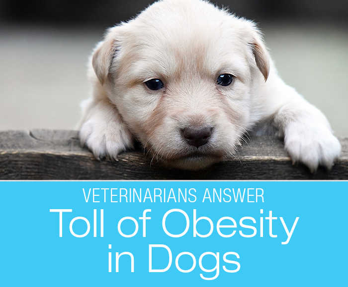Obesity in Dogs: Veterinarians Talk About The Biggest Toll Our Dogs Pay For Obesity