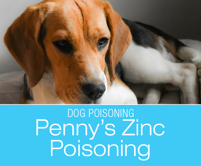 Zinc Poisoning in Dogs: Count Your Change—Penny's Story