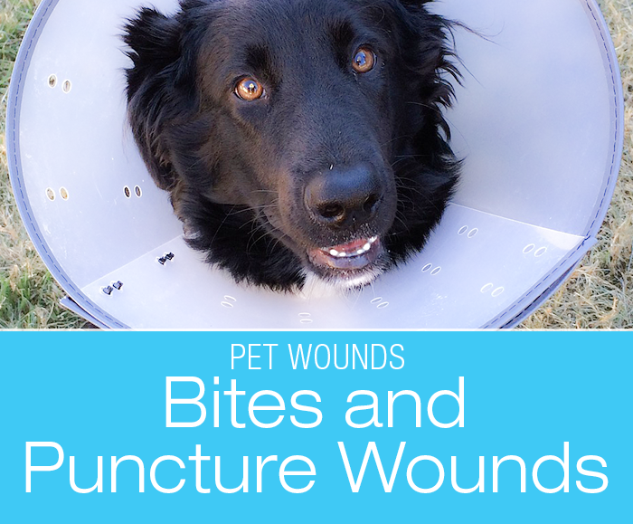 A Primer On Bites and Puncture Wounds