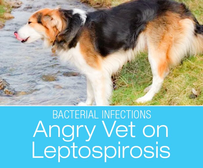 Angry Vet On Leptospirosis