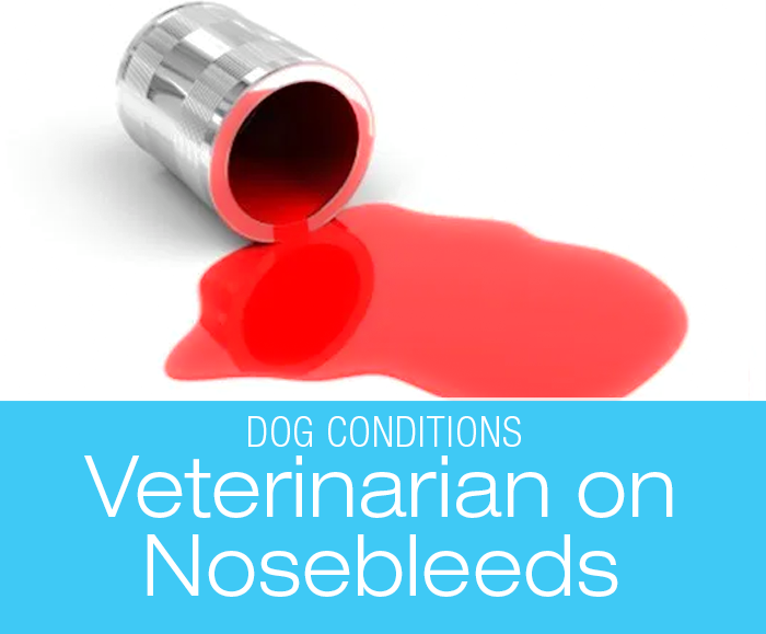 Veterinarian on Nosebleeds in Dogs: Indianapolis Vet On The Nose Bleeds Nightmare
