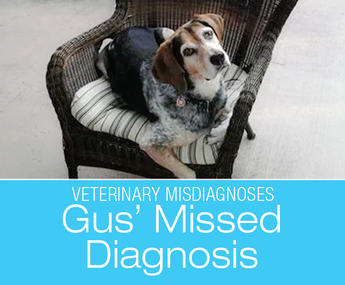 Negative Lyme Test in a Dog: Gus' Missed Diagnosis