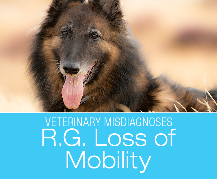Lost Mobility in a Dog: Diagnostic Tests Are Only As Good As Their Interpretation—R.G.'s Hind End Lameness