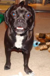 Chronic Bronchitis in a Dog: What Started with a Kennel Cough Diagnosis—Kolchak's Story
