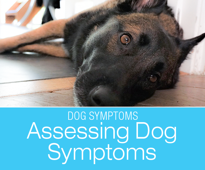 Assessing Dog Symptoms: What Is The Right Level Of Paranoia When It Comes To Your Dog's Symptoms?