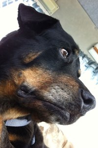 Making The Last Decision Canine Euthanasia: Making the Final Decision for Your Dog