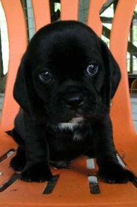 Kolchak And Kennel Cough Chronic Bronchitis in a Dog: What Started with a Kennel Cough Diagnosis—Kolchak's Story