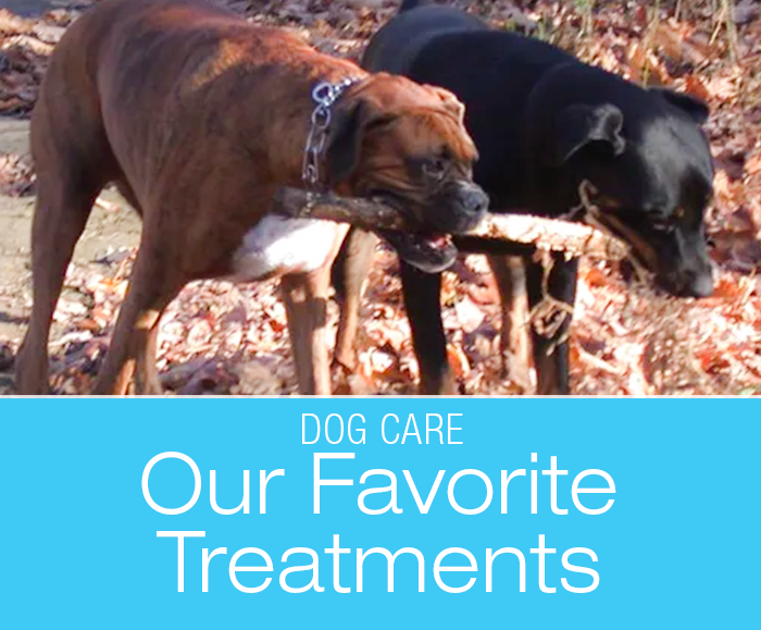 Our Favorite Veterinary Treatments: Treatments Jasmine Benefited From The Most
