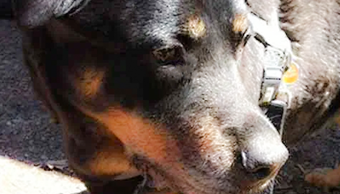 Making the Final Decision for Your Dog