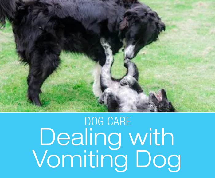 Dealing with a Vomiting Dog: The Gross Factor—When A Dog Vomits In Your Hands