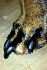 The Importance of Nail-Trimming: What’s The Most Common Problem I See In My Canine Patients?