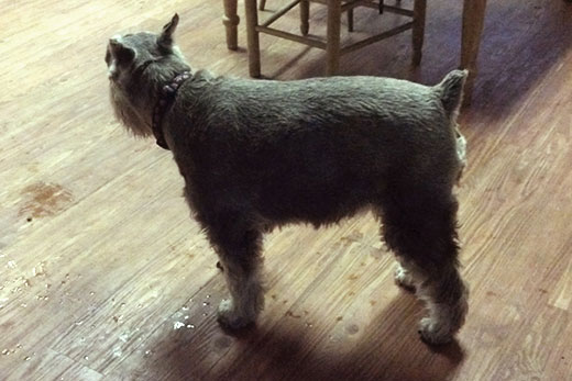 The Importance of Nail-Trimming: What’s The Most Common Problem I See In My Canine Patients?