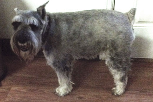 The Importance of Nail-Trimming: What’s The Most Common Problem I See In My Canine Patients?