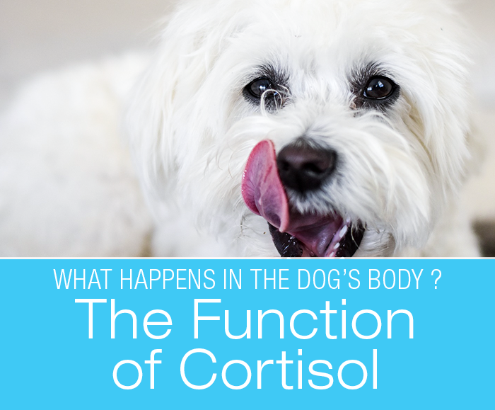 The Function of Cortisol: What Happens In A Dog’s Body When It Goes Awry?