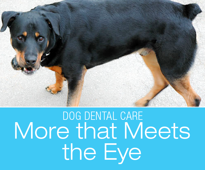 Dog Dental Care: Judging A Mouth By Its Cover—There Is More To Dental Health Than Meets The Eye