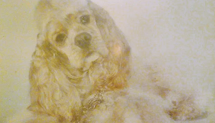 Canine Seizures Management: How We Handled Alex’s Seizures