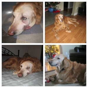 Foul Breath in Dogs: Lexy's Squamous Cell Carcinoma