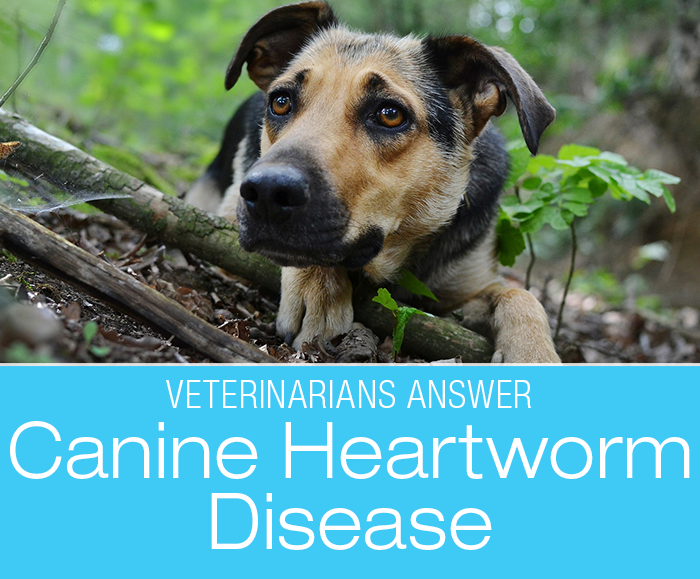 Canine Heartworm Disease: Veterinarians Share Insights About Heartworm Disease And Prevention in Dogs